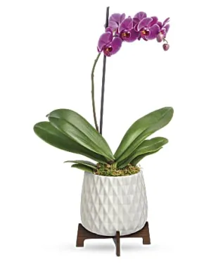 Dazzling Orchid